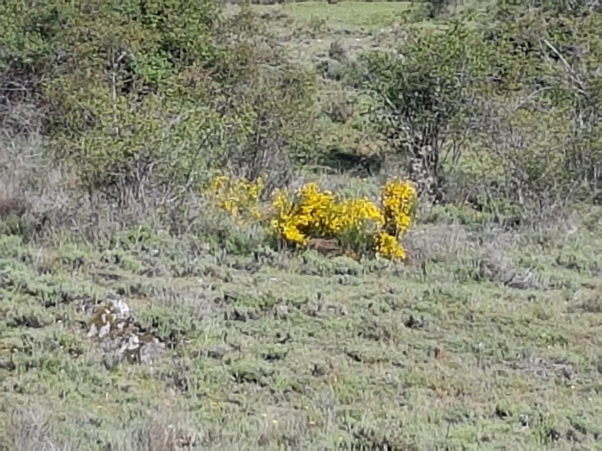 La Posada De Horcajuelo Horcajuelo de la Sierra Buitenkant foto
